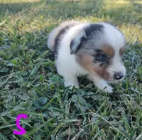 Snickers, a male Miniature Australian Shepherd for sale in Ashley, IN – Photo 6 of 8
