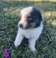 Snickers, a male Miniature Australian Shepherd for sale in Ashley, IN – Photo 5 of 8