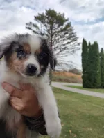 Snickers, a male Miniature Australian Shepherd for sale in Ashley, IN – Photo 1 of 8