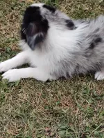 Snickers, a male Miniature Australian Shepherd for sale in Ashley, IN – Photo 2 of 8
