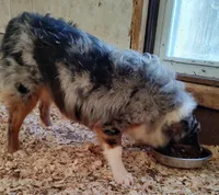 Bailey, a female Australian Shepherd for sale in Ashley, IN – Photo 3 of 4