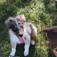 Bailey, a female Australian Shepherd for sale in Ashley, IN – Photo 4 of 4