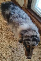 Bailey, a female Australian Shepherd for sale in Ashley, IN – Photo 2 of 4