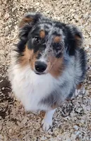 Bailey, a female Australian Shepherd for sale in Ashley, IN – Photo 1 of 4