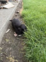 Long John, a male Miniature Dachshund for sale in Goldendale, WA – Photo 2 of 3
