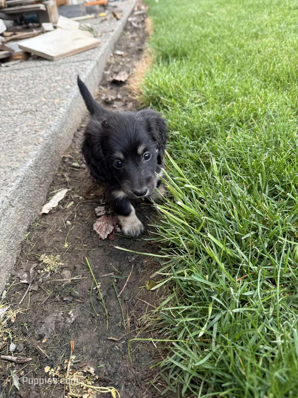 Long John – Miniature Dachshund puppy for sale in Goldendale, WA