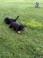 Long John, a male Miniature Dachshund for sale in Goldendale, WA – Photo 3 of 3