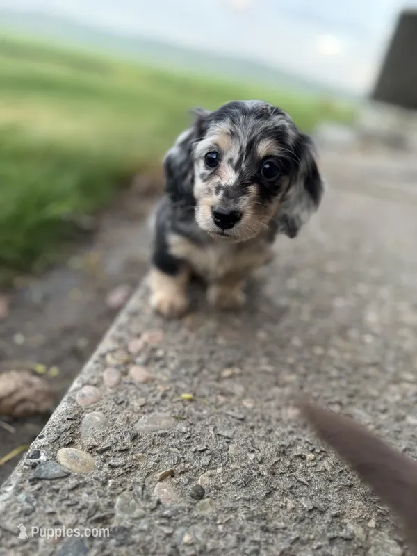 Beignet  – Miniature Dachshund puppy for sale in Goldendale, WA