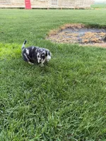 Beignet , a female Miniature Dachshund for sale in Goldendale, WA – Photo 3 of 3