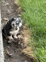 Beignet , a female Miniature Dachshund for sale in Goldendale, WA – Photo 2 of 3