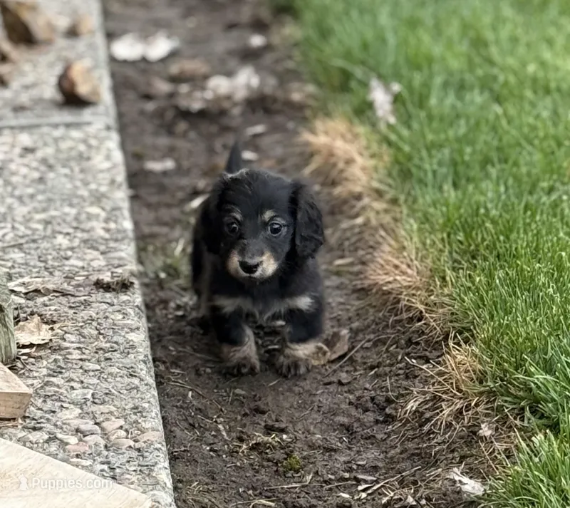 Apple Fritter – Miniature Dachshund puppy for sale in Goldendale, WA