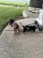 Maple , a male Miniature Dachshund for sale in Goldendale, WA – Photo 3 of 3