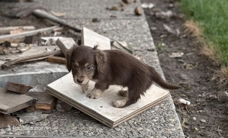 Maple  – Miniature Dachshund puppy for sale in Goldendale, WA