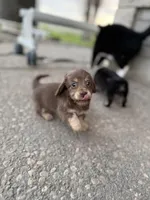 Maple , a male Miniature Dachshund for sale in Goldendale, WA – Photo 2 of 3