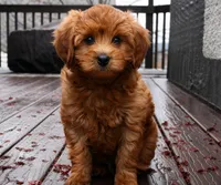 Teddy, a male Miniature Goldendoodle for sale in Rathdrum, ID – Photo 4 of 5