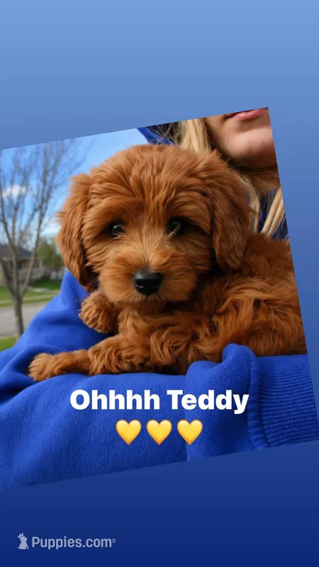 Teddy – Miniature Goldendoodle puppy for sale in Rathdrum, ID