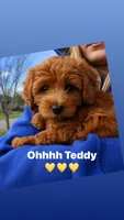 Teddy, a male Miniature Goldendoodle for sale in Rathdrum, ID – Photo 1 of 5