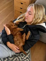 Teddy, a male Miniature Goldendoodle for sale in Rathdrum, ID – Photo 3 of 5