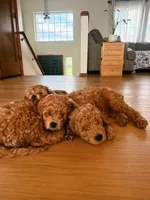 Teddy, a male Miniature Goldendoodle for sale in Rathdrum, ID – Photo 2 of 5