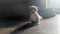 Scooter , a male French Bulldog for sale in Chester, SC – 6 of 6