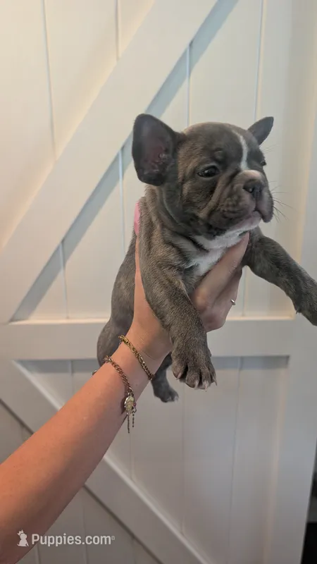 Loki – French Bulldog puppy for sale in Chester, SC