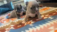 Scooter , a male French Bulldog for sale in Chester, SC – 4 of 6