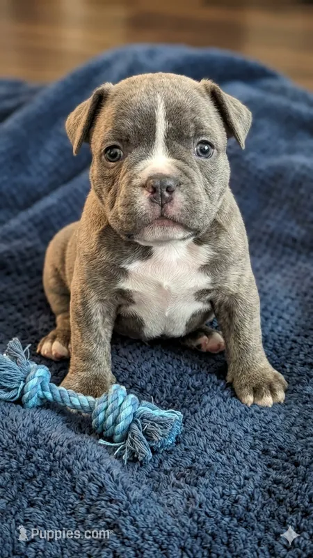 Loki – French Bulldog puppy for sale in Chester, SC