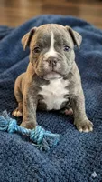 Loki, a male French Bulldog for sale in Chester, SC – 1 of 5