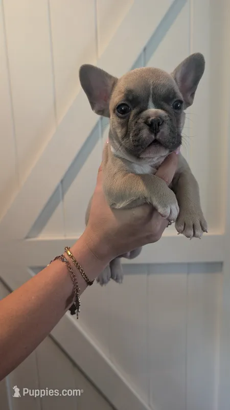 Scooter  – French Bulldog puppy for sale in Chester, SC