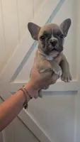 Scooter , a male French Bulldog for sale in Chester, SC – 2 of 6