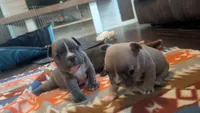 Scooter , a male French Bulldog for sale in Chester, SC – 5 of 6