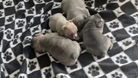 Scooter , a male French Bulldog for sale in Chester, SC – 3 of 6