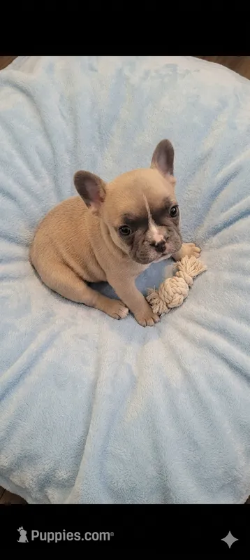 Scooter  – French Bulldog puppy for sale in Chester, SC