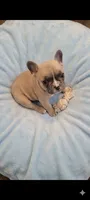 Scooter , a male French Bulldog for sale in Chester, SC – 1 of 7
