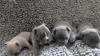 Draco , a male French Bulldog for sale in Chester, SC – 5 of 5