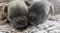 Draco , a male French Bulldog for sale in Chester, SC – 4 of 5