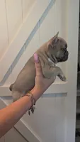 Scooter , a male French Bulldog for sale in Chester, SC – 3 of 6