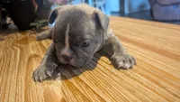 Loki, a male French Bulldog for sale in Chester, SC – 4 of 4