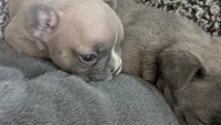 Scooter , a male French Bulldog for sale in Chester, SC – 2 of 6
