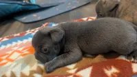 Draco , a male French Bulldog for sale in Chester, SC – 3 of 5