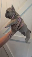 Scooter , a male French Bulldog for sale in Chester, SC – 5 of 6
