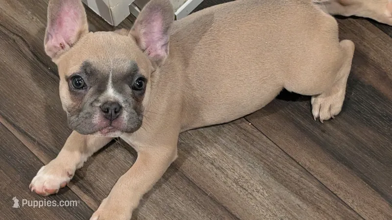 Scooter  – French Bulldog puppy for sale in Chester, SC