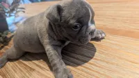Loki, a male French Bulldog for sale in Chester, SC – 3 of 4