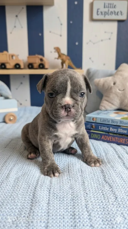 Loki – French Bulldog puppy for sale in Chester, SC