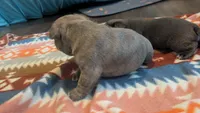 Loki, a male French Bulldog for sale in Chester, SC – 2 of 4