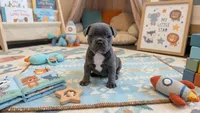 Draco , a male French Bulldog for sale in Chester, SC – 1 of 5