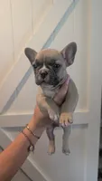 Scooter , a male French Bulldog for sale in Chester, SC – 6 of 6