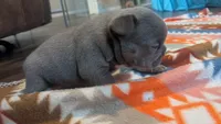 Draco , a male French Bulldog for sale in Chester, SC – 2 of 5
