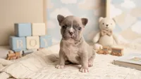 Scooter , a male French Bulldog for sale in Chester, SC – 1 of 6