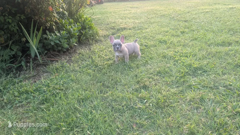 Scooter  – French Bulldog puppy for sale in Chester, SC